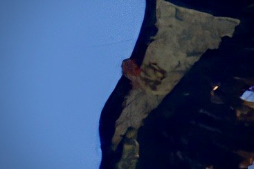 Condor de Californie - ML620028748