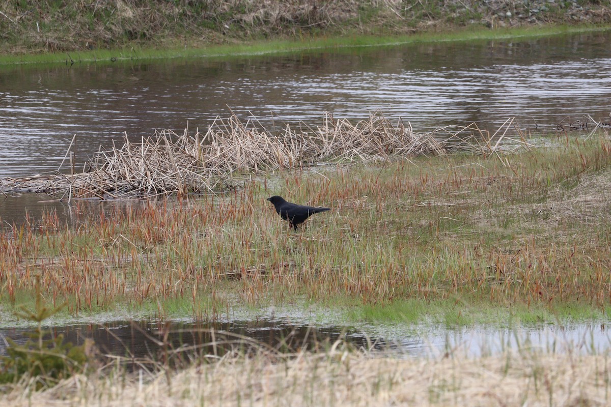 American Crow - ML620028749