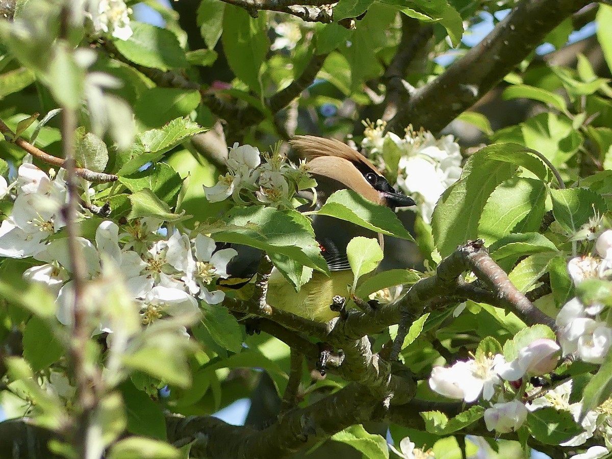 Cedar Waxwing - ML620028770