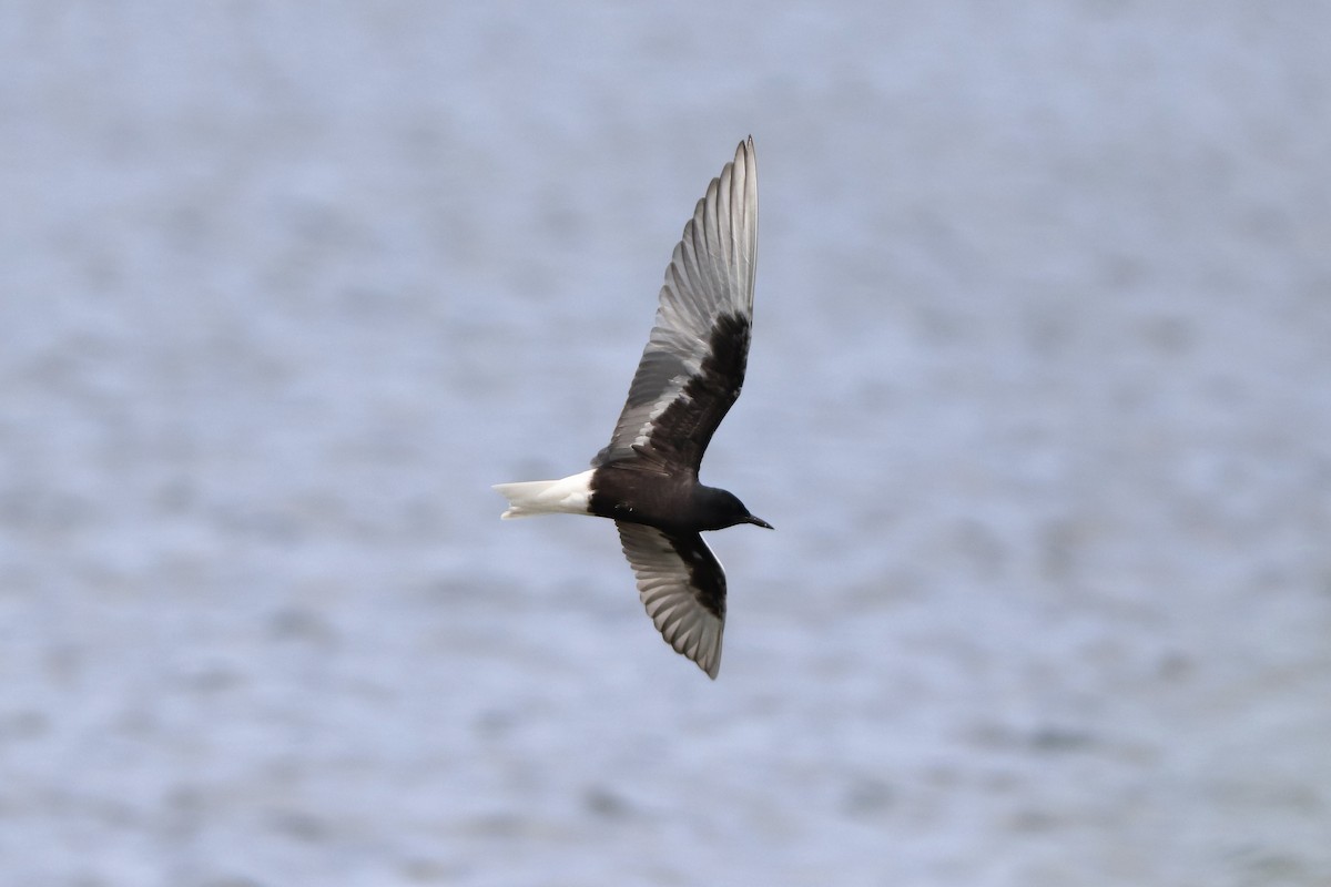 White-winged Tern - ML620028775