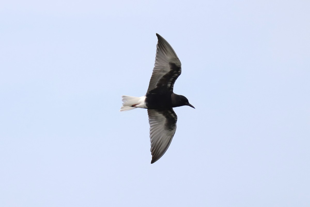 White-winged Tern - ML620028776