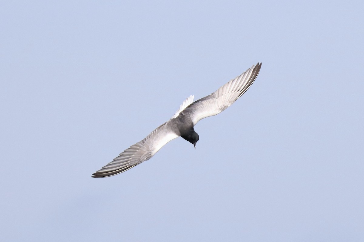 White-winged Tern - ML620028777