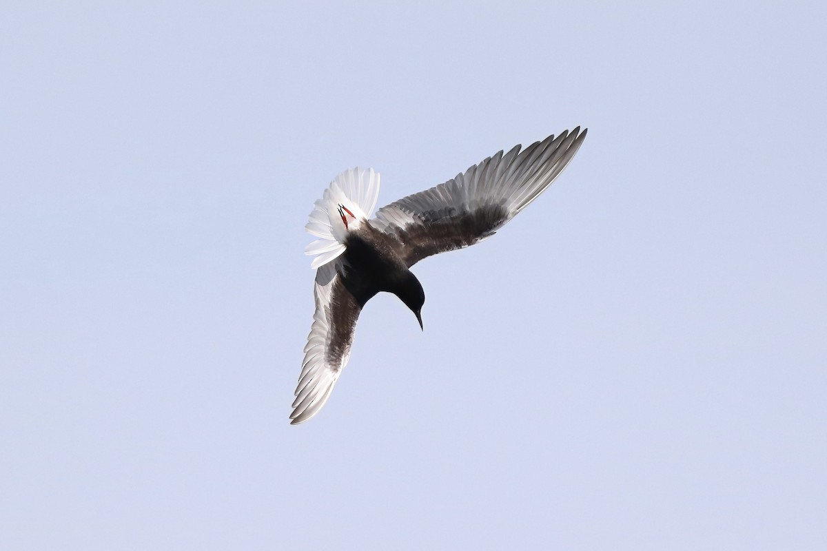 白翅黑燕鷗 - ML620028778