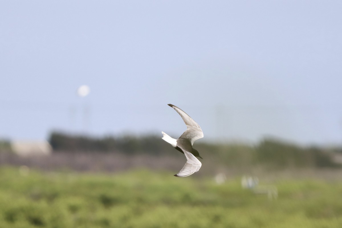 White-winged Tern - ML620028779