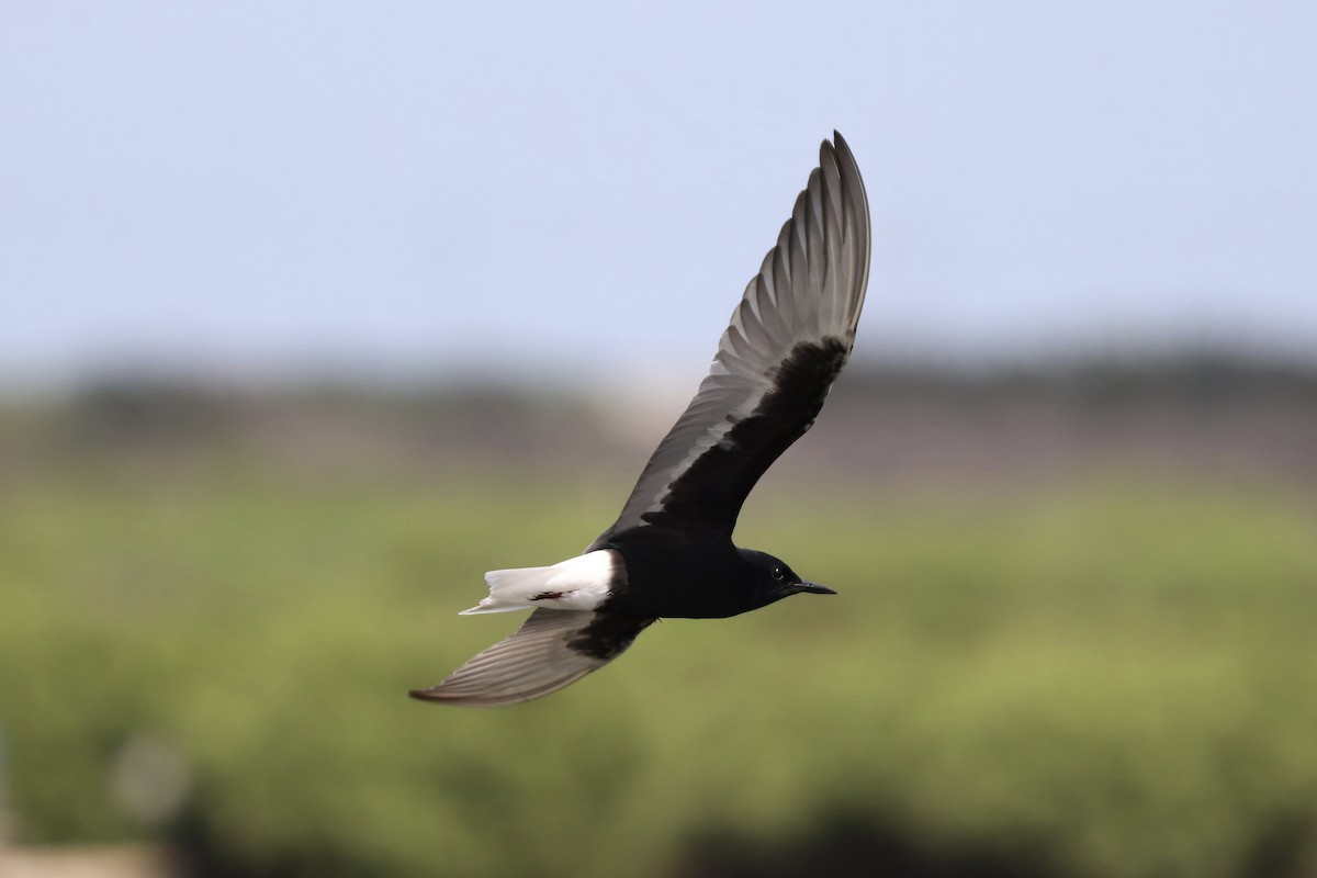 White-winged Tern - ML620028780