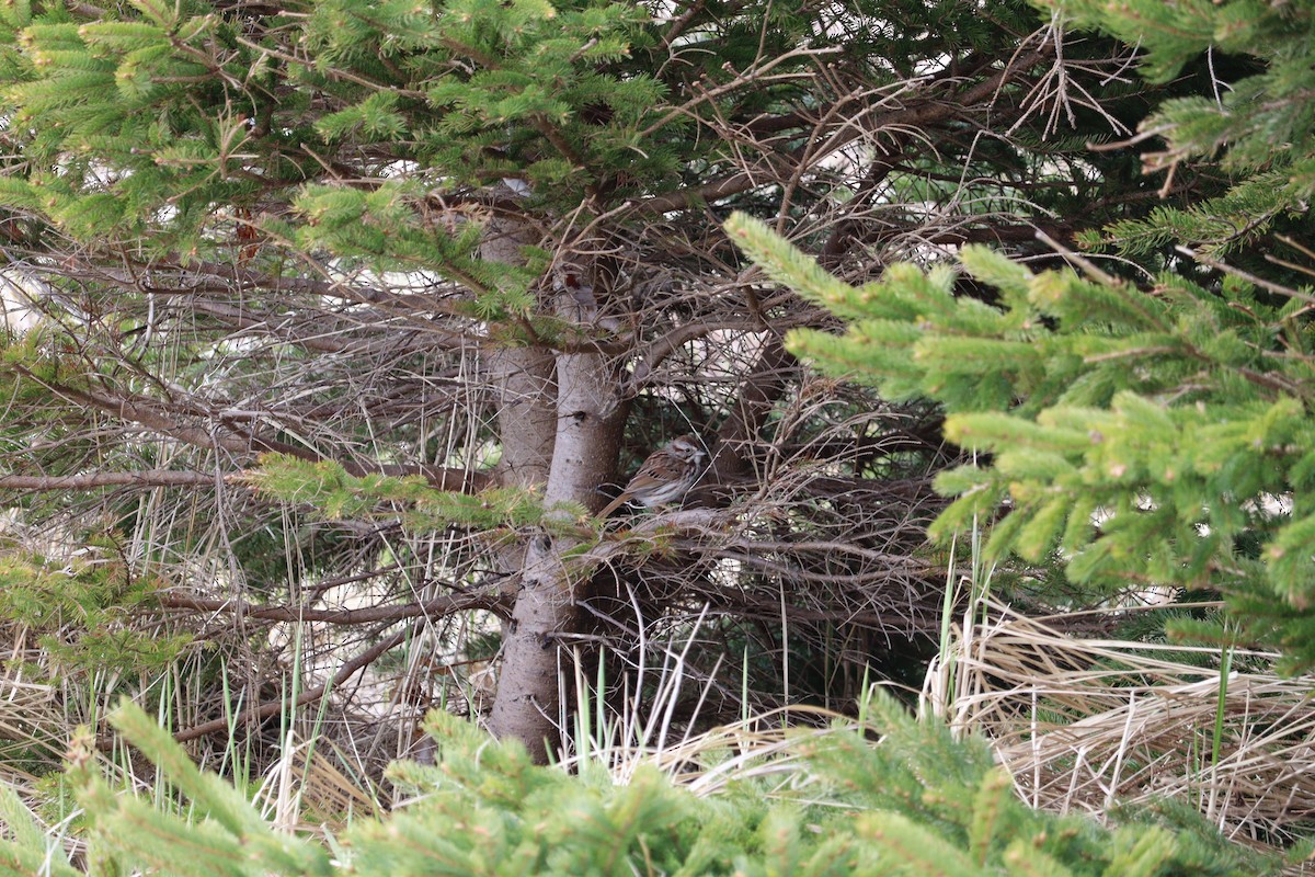 Song Sparrow - ML620028791