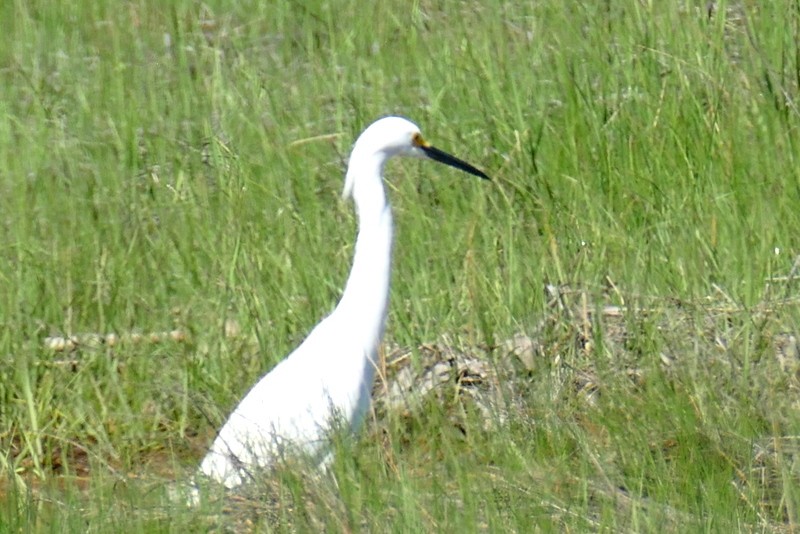 Snowy Egret - ML620028797