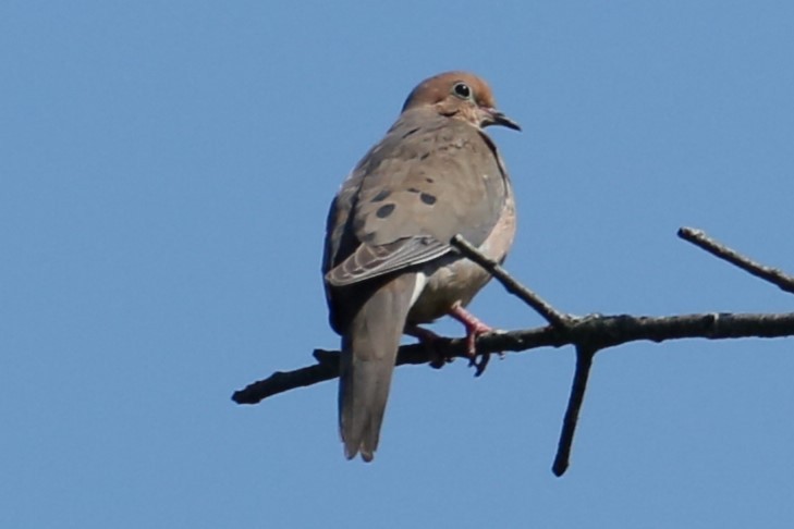 Mourning Dove - ML620028810