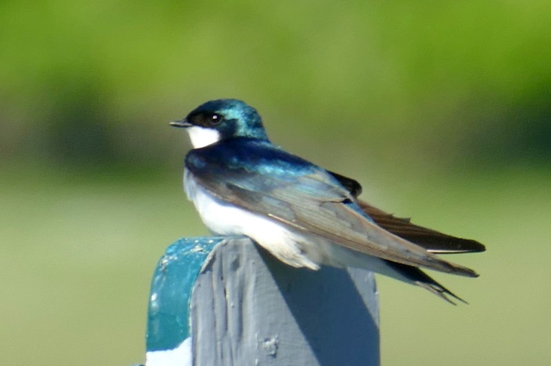 Golondrina Bicolor - ML620028814