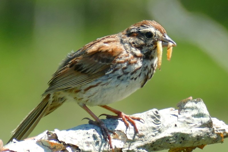 Song Sparrow - ML620028819