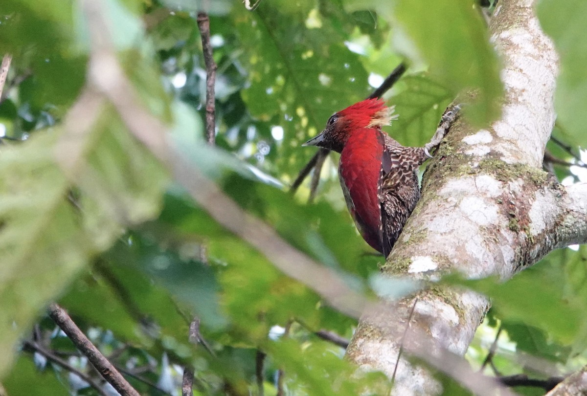 Banded Woodpecker - ML620028822