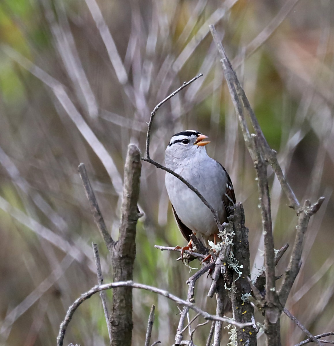 White-crowned Sparrow - ML620028823