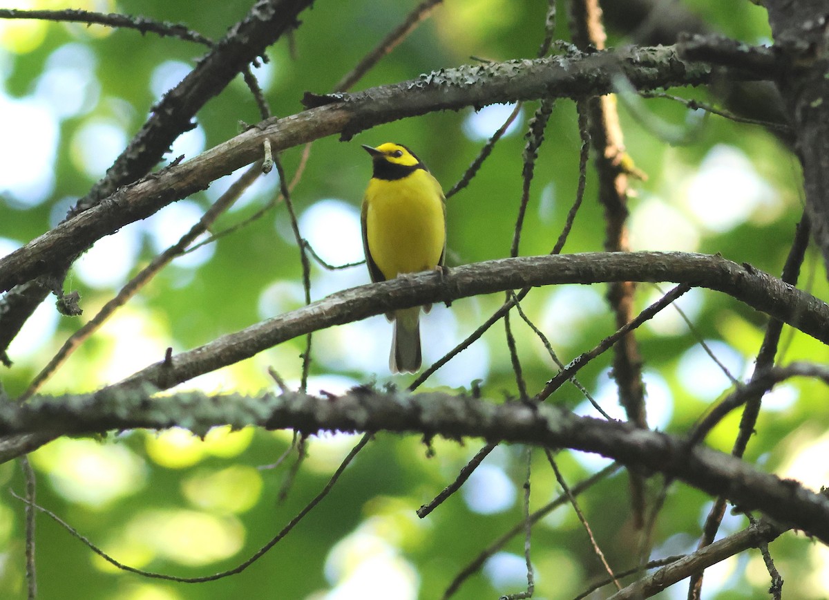 Hooded Warbler - ML620028835