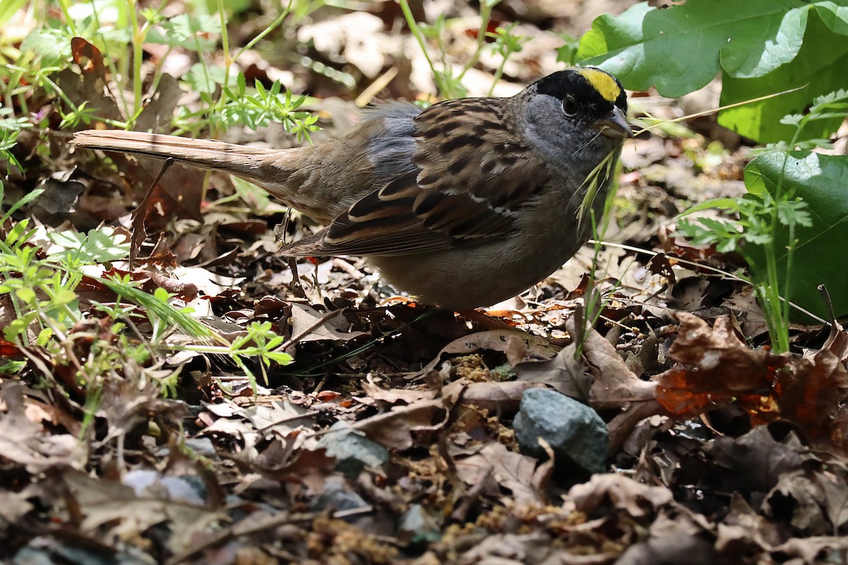 Golden-crowned Sparrow - ML620028837