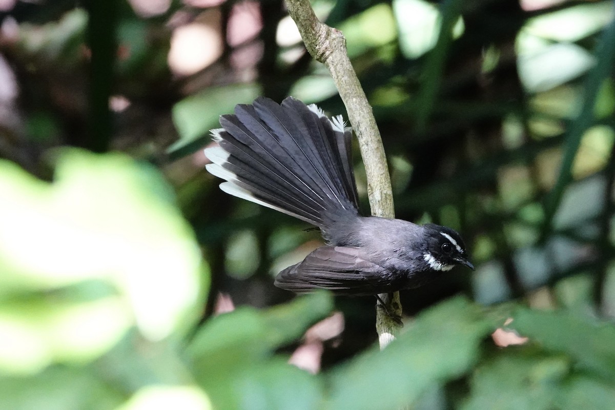 White-throated Fantail - ML620028846