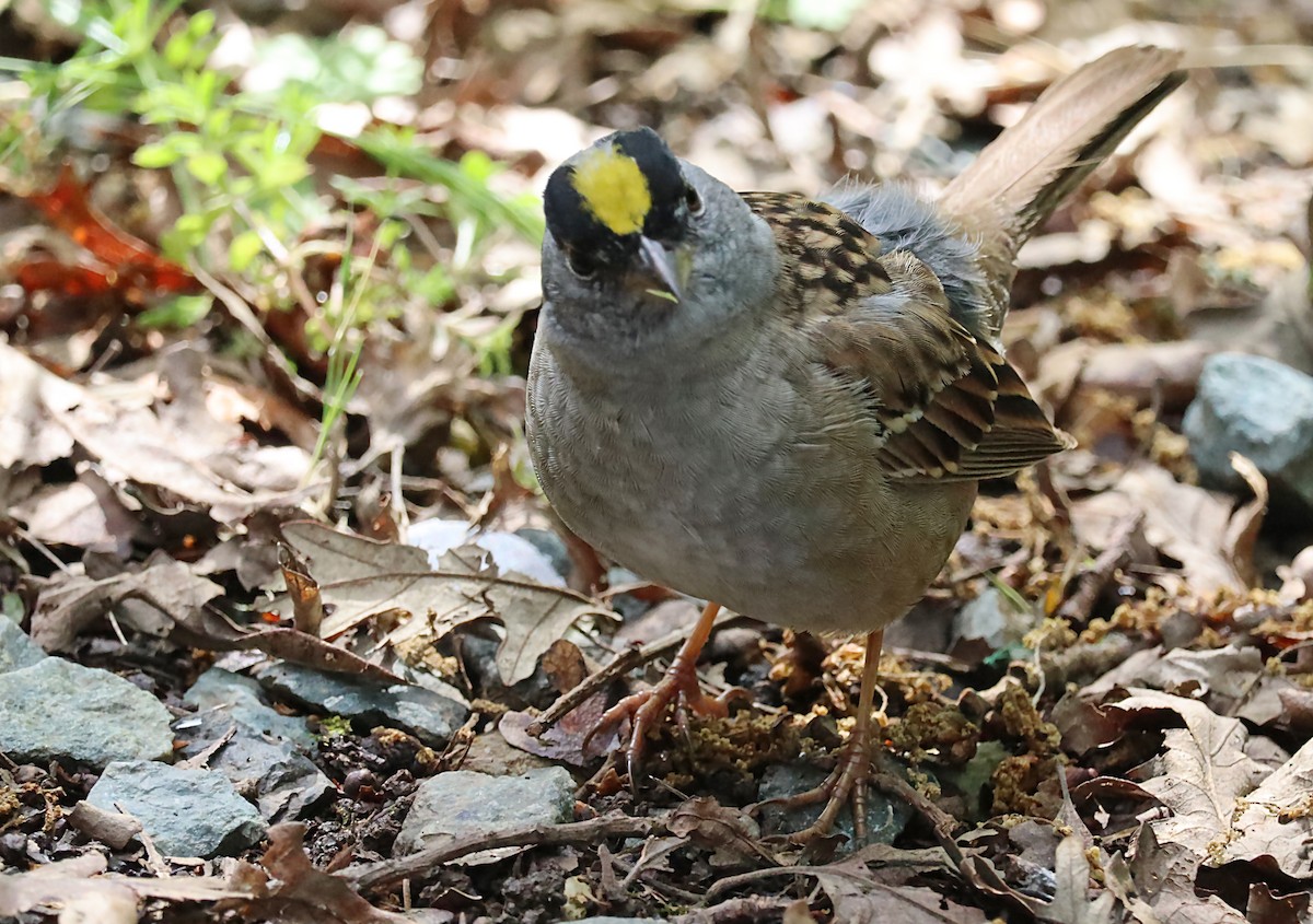 Golden-crowned Sparrow - ML620028847