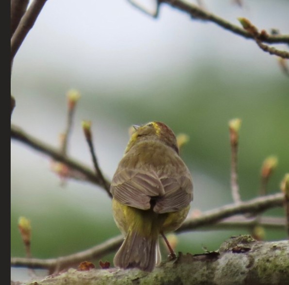 Palm Warbler - ML620028851