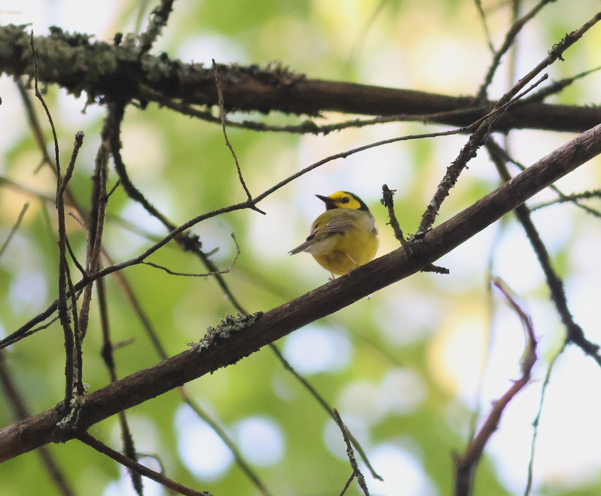 Hooded Warbler - James P. Smith