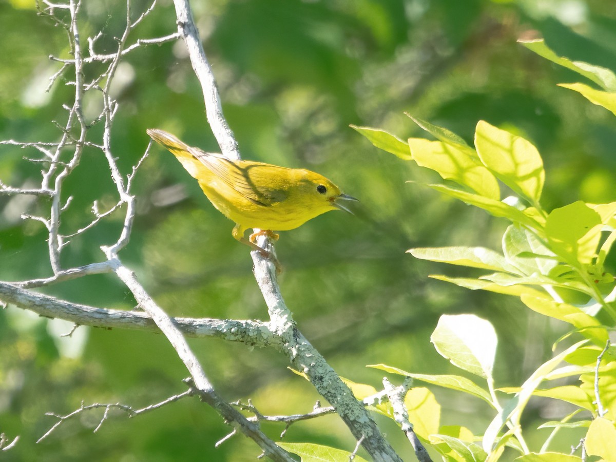 Paruline jaune - ML620028855