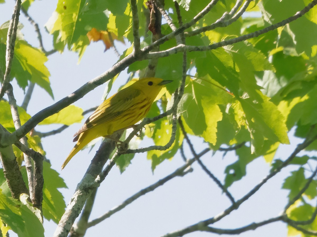 Yellow Warbler - ML620028856