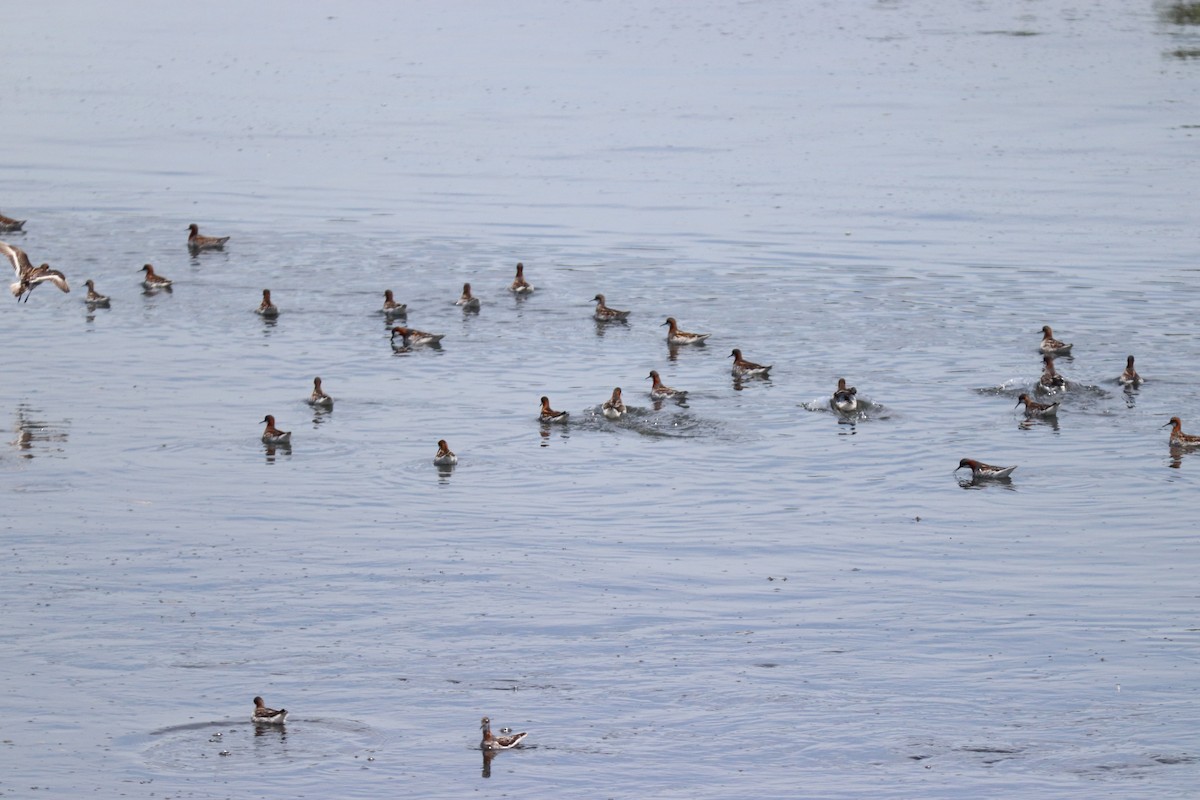 Red-necked Phalarope - ML620028863