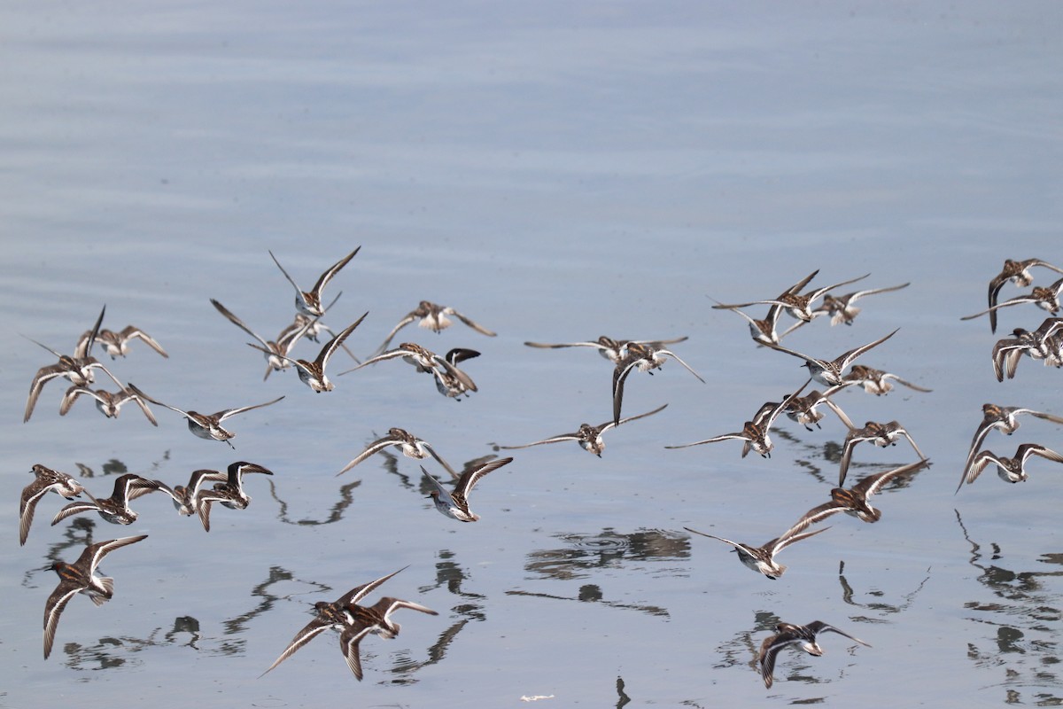 Phalarope à bec étroit - ML620028864