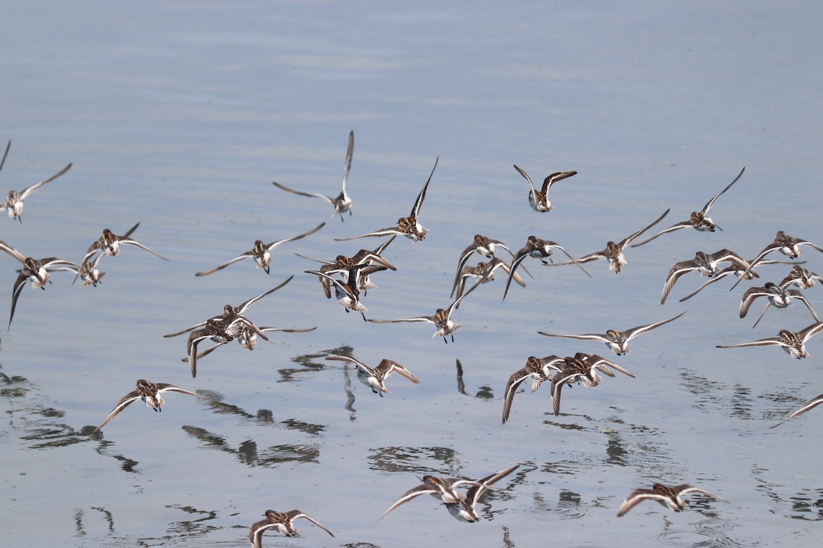 Phalarope à bec étroit - ML620028869