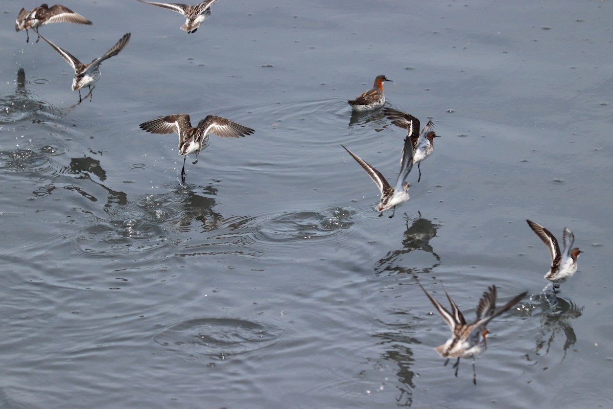 Phalarope à bec étroit - ML620028871