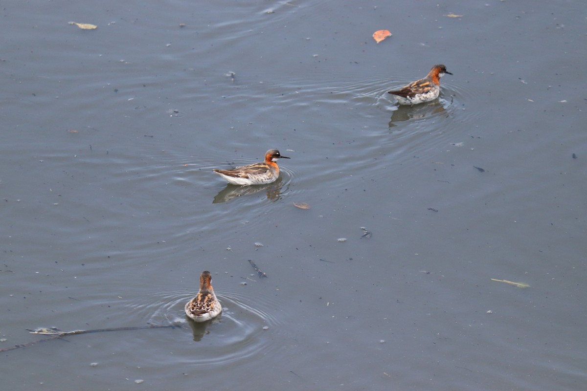 Phalarope à bec étroit - ML620028872