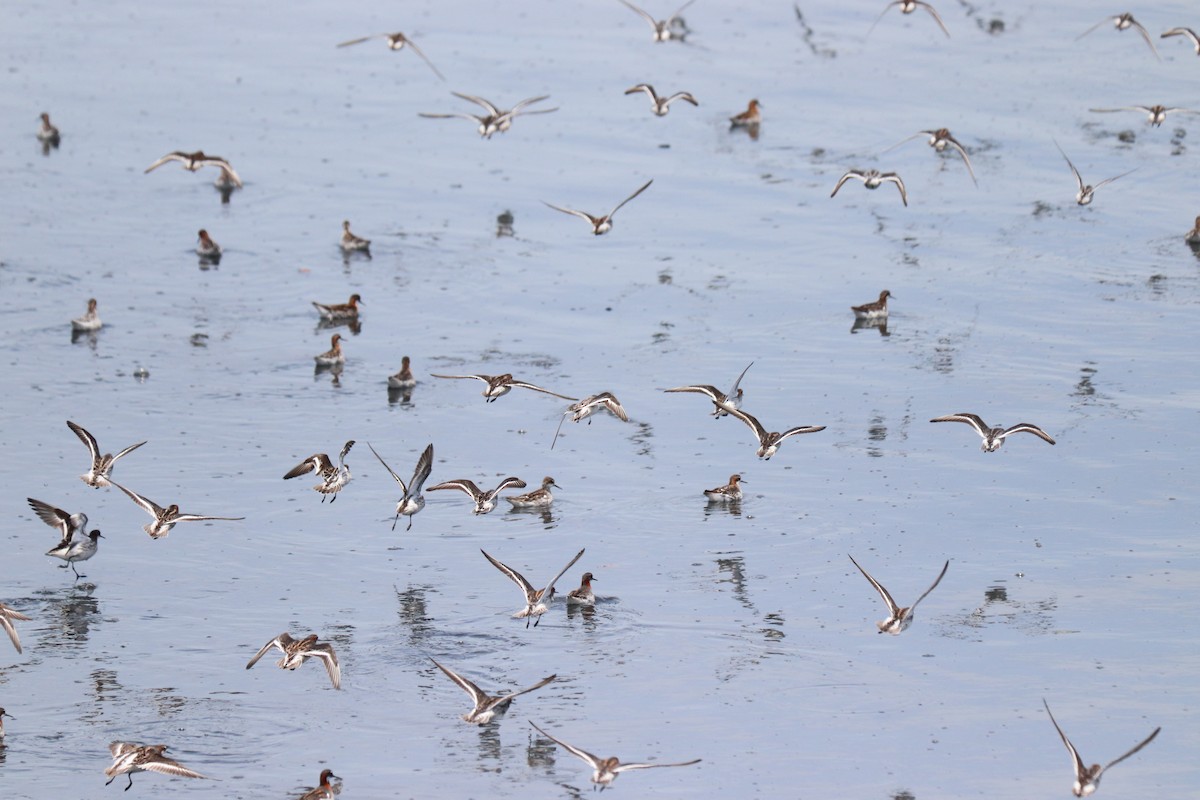 Red-necked Phalarope - ML620028873