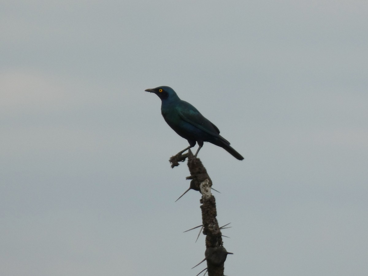 Greater Blue-eared Starling - ML620028902