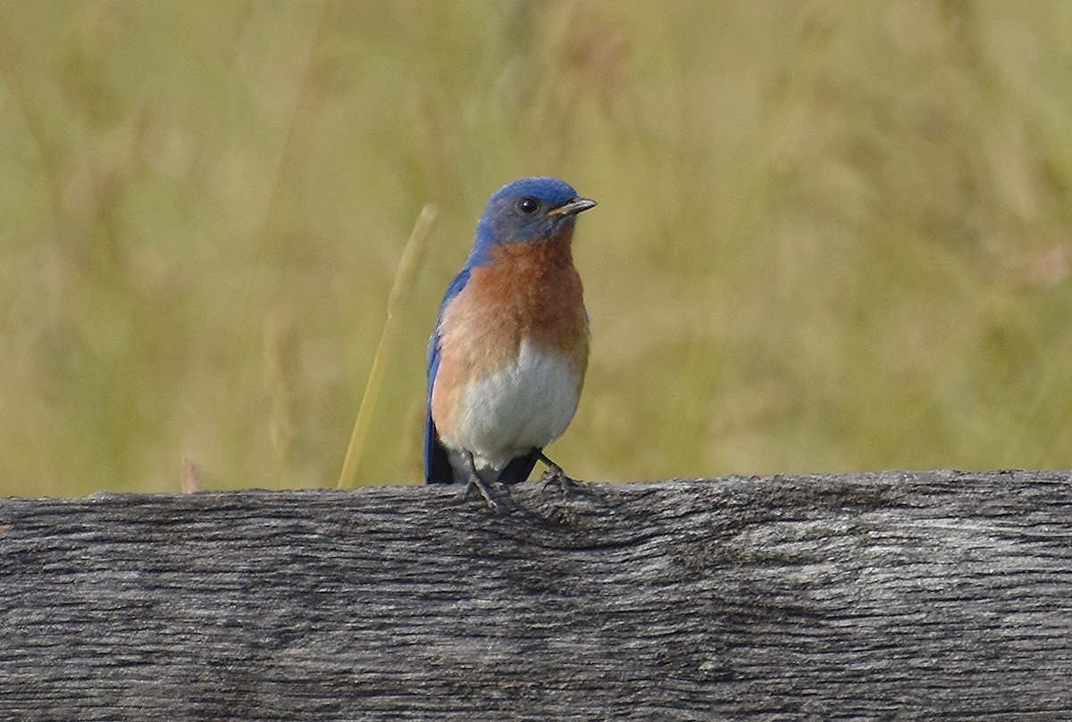 Eastern Bluebird - ML620028908