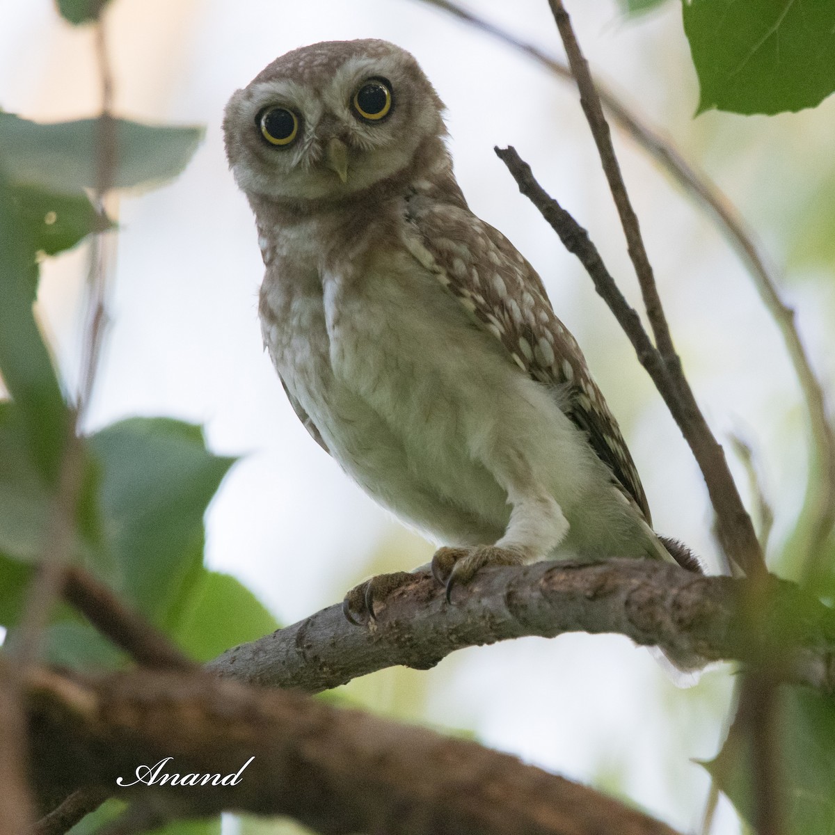 Spotted Owlet - ML620028912