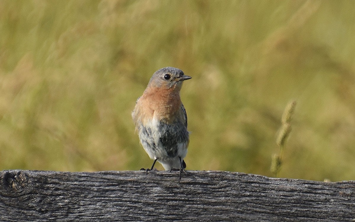 Eastern Bluebird - ML620028957