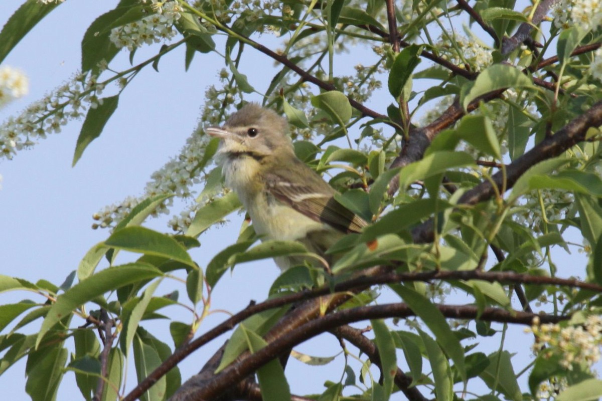 Bell's Vireo - ML620028979