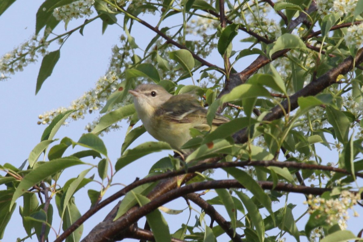 Bell's Vireo - ML620028980