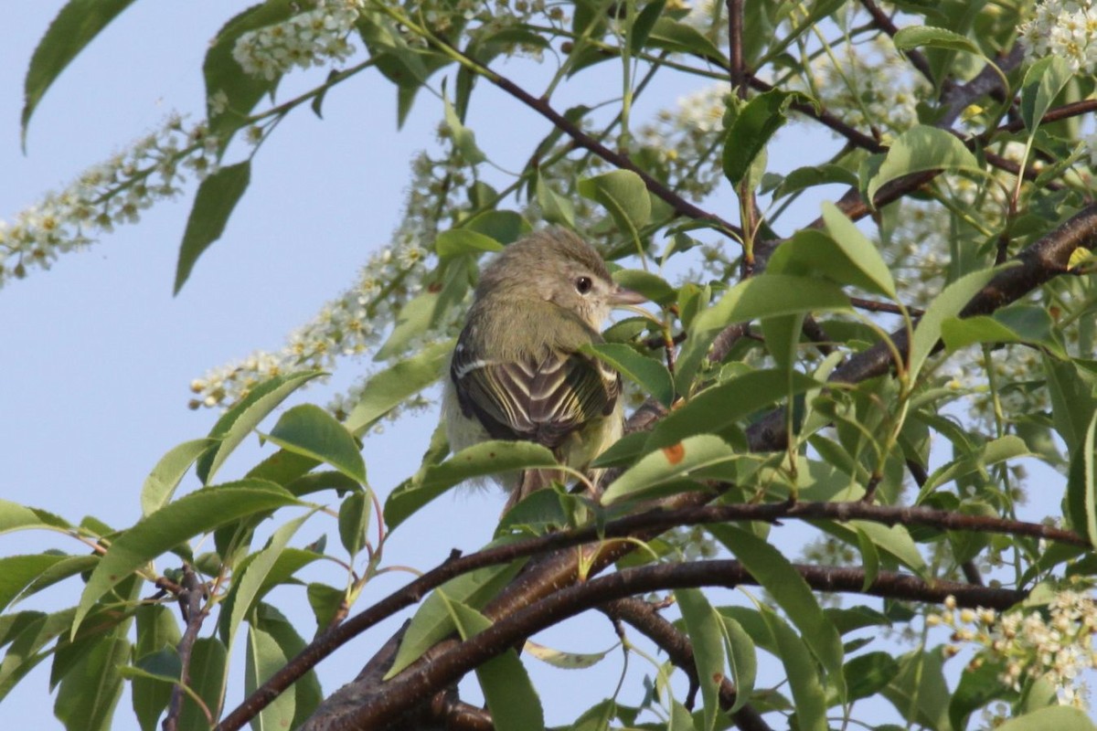 Bell's Vireo - ML620028981