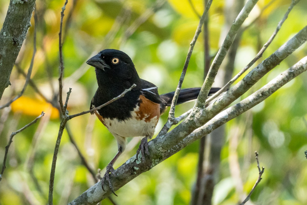 Eastern Towhee - ML620028983