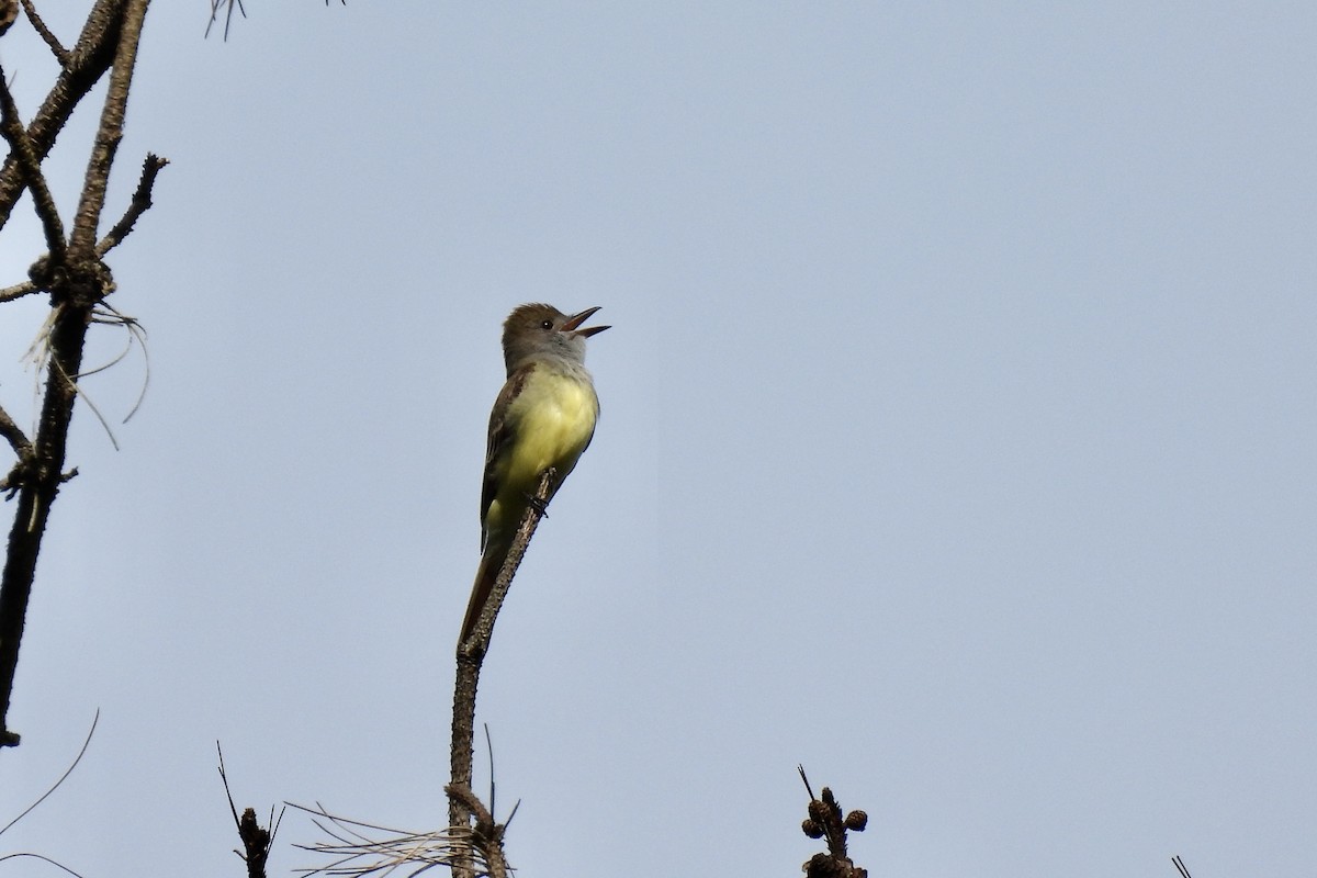 Great Crested Flycatcher - ML620028984