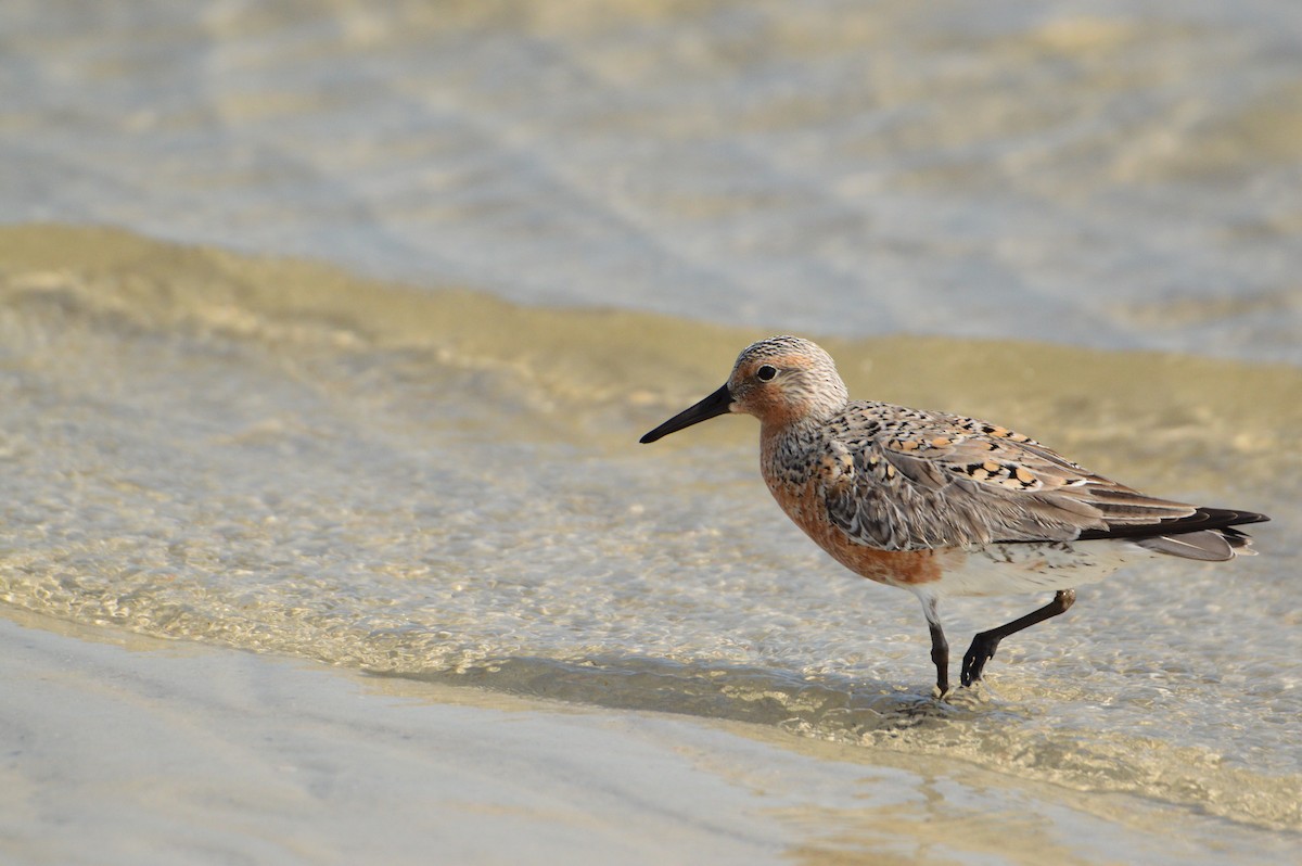 Red Knot - ML620028992