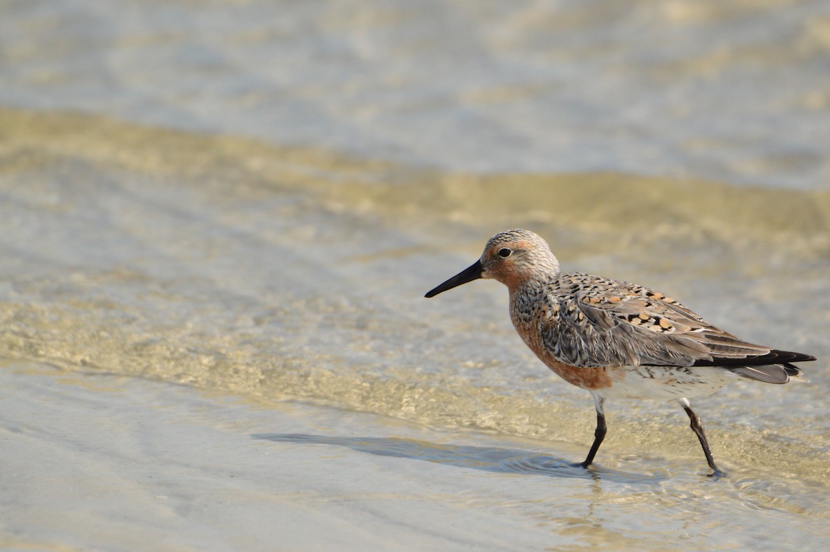 Red Knot - ML620028993