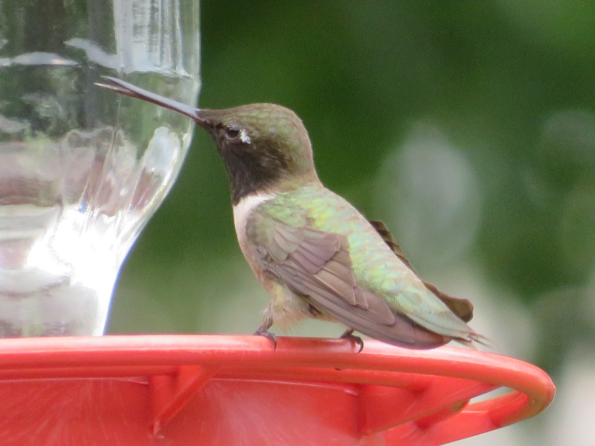 Black-chinned Hummingbird - ML620028996