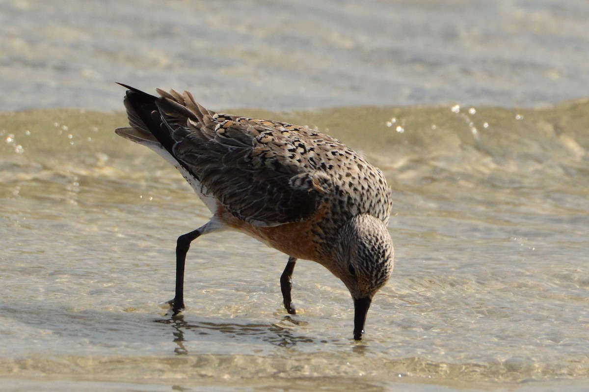 Red Knot - ML620028997