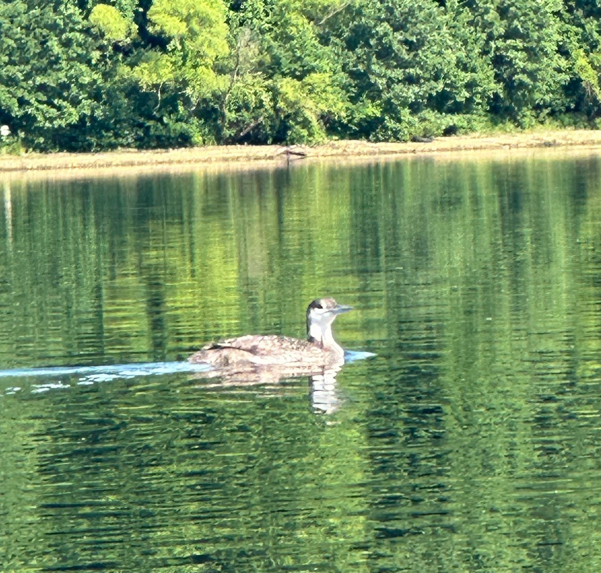 Common Loon - ML620029001