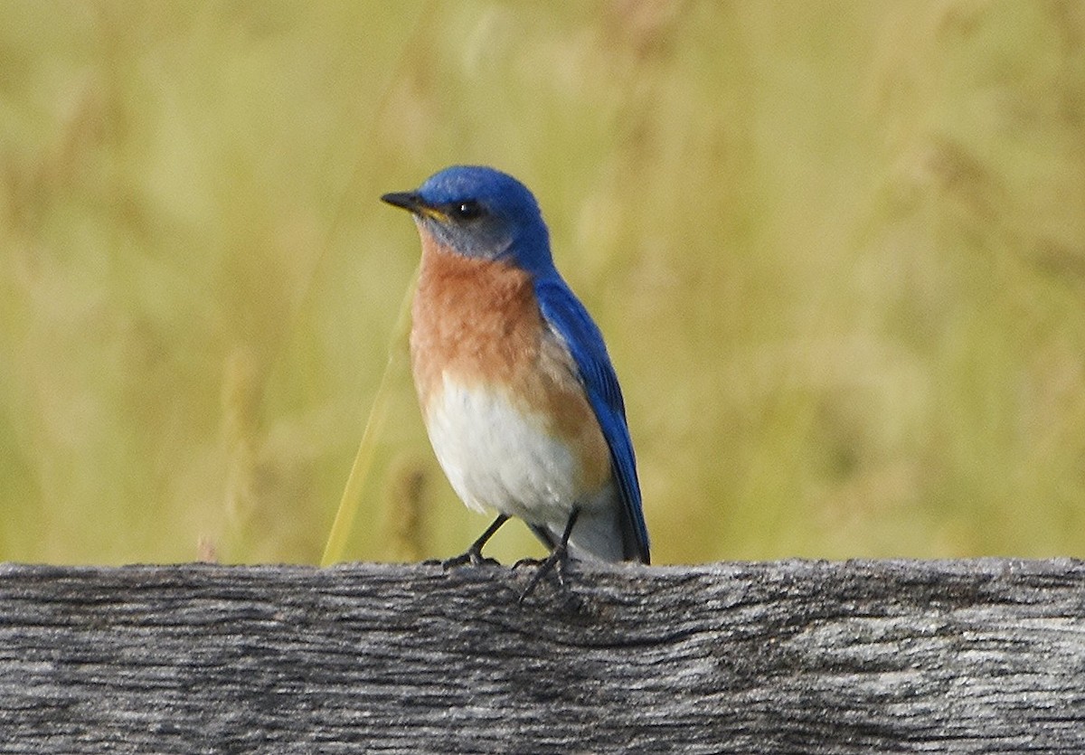 Eastern Bluebird - ML620029004