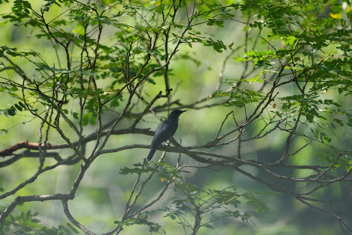 Blue Rock-Thrush - ML620029007