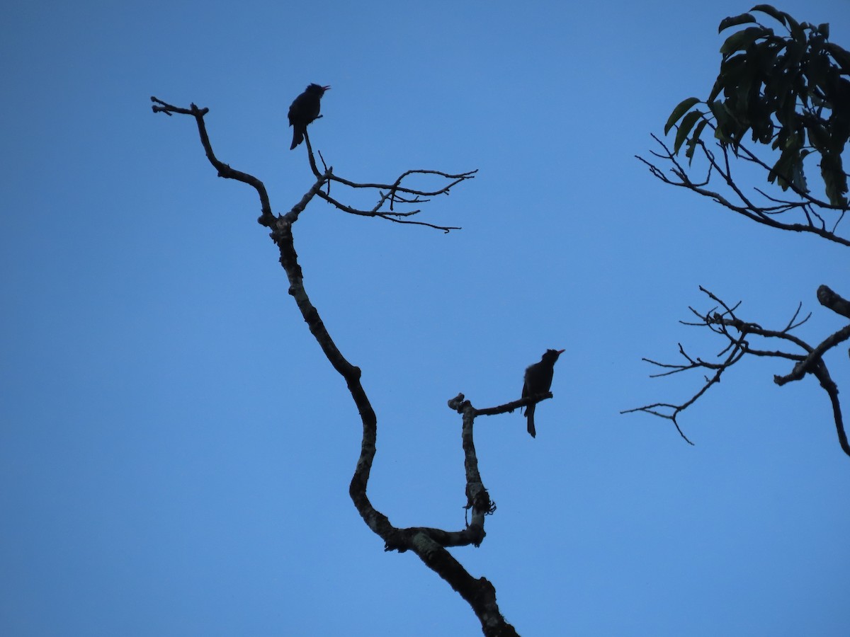 Bulbul des Ghats - ML620029018