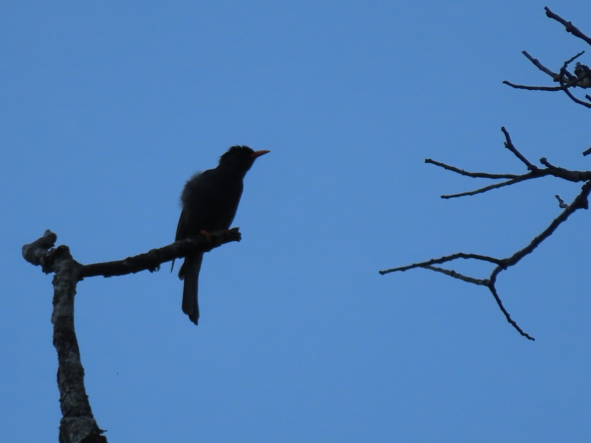 Square-tailed Bulbul - ML620029019