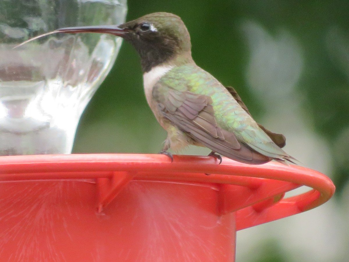 Black-chinned Hummingbird - ML620029020