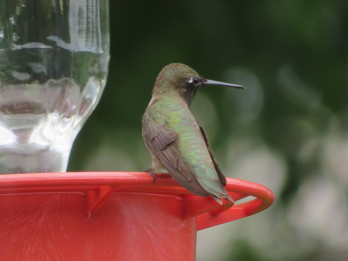 Black-chinned Hummingbird - ML620029032